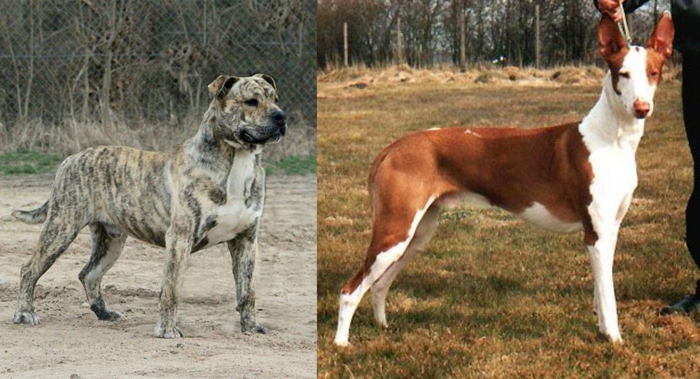 Podenco Canario vs Perro de Presa Mallorquin - Breed Comparison