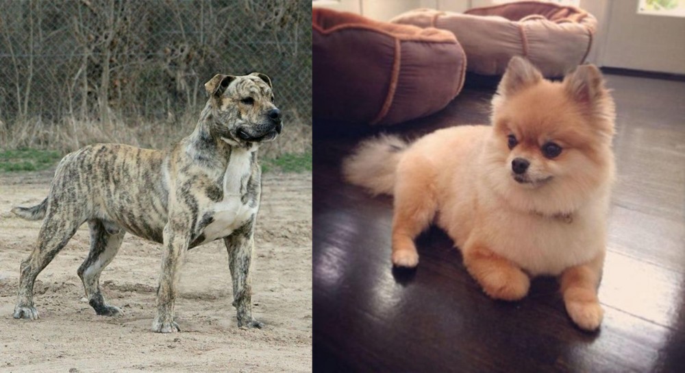 Pomeranian vs Perro de Presa Mallorquin - Breed Comparison