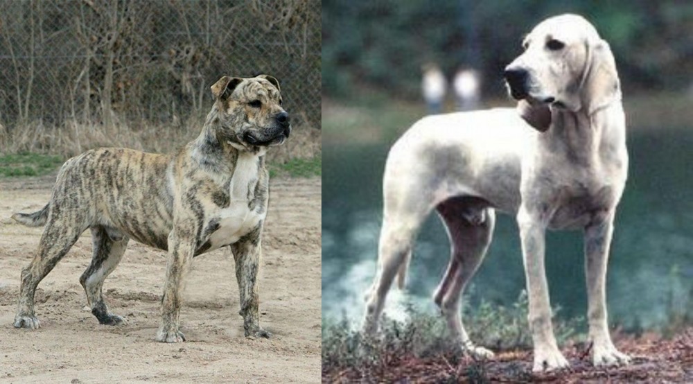 Porcelaine vs Perro de Presa Mallorquin - Breed Comparison