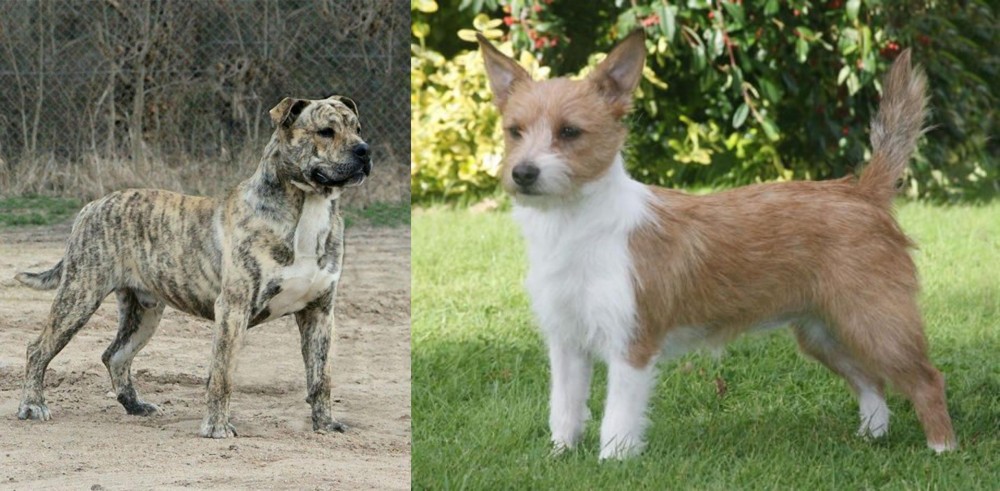 Portuguese Podengo vs Perro de Presa Mallorquin - Breed Comparison