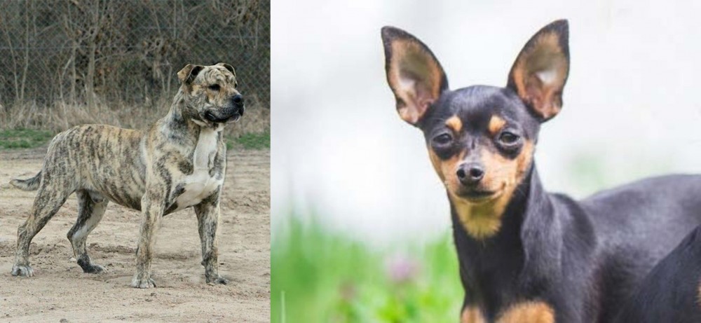 Prazsky Krysarik vs Perro de Presa Mallorquin - Breed Comparison