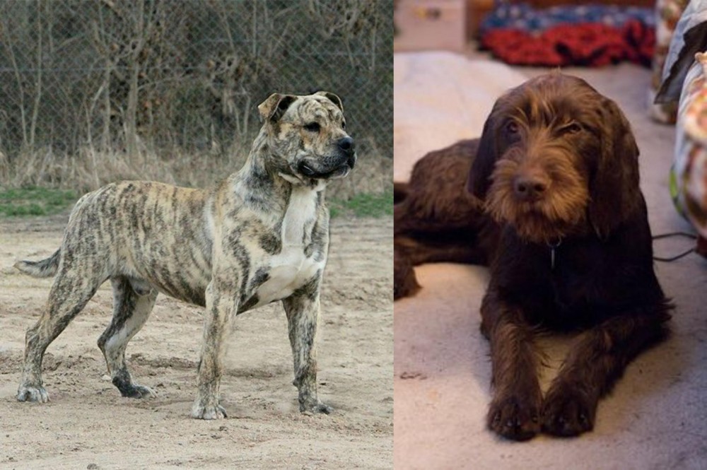 Pudelpointer vs Perro de Presa Mallorquin - Breed Comparison