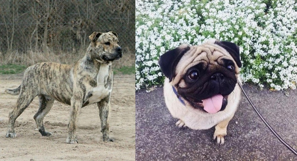 Pug vs Perro de Presa Mallorquin - Breed Comparison