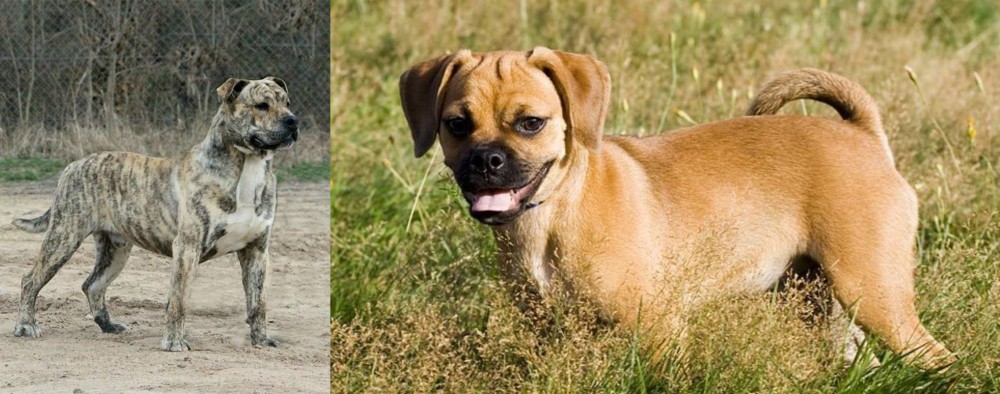 Puggle vs Perro de Presa Mallorquin - Breed Comparison