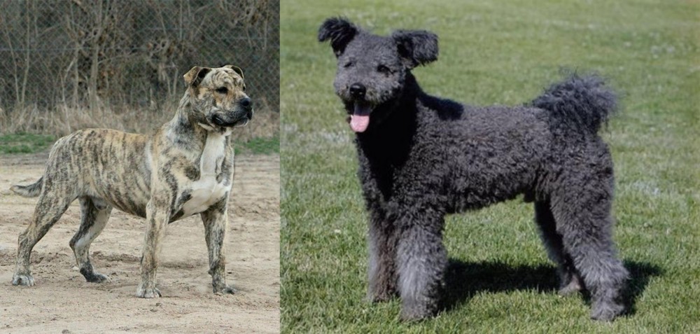 Pumi vs Perro de Presa Mallorquin - Breed Comparison