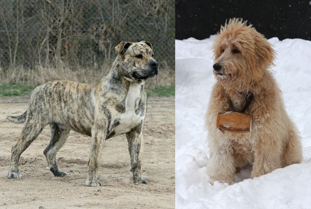 Pyredoodle vs Perro de Presa Mallorquin - Breed Comparison