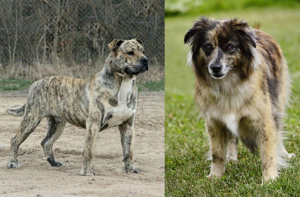 Pyrenean Shepherd vs Perro de Presa Mallorquin - Breed Comparison