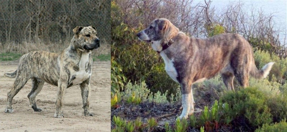 Rafeiro do Alentejo vs Perro de Presa Mallorquin - Breed Comparison