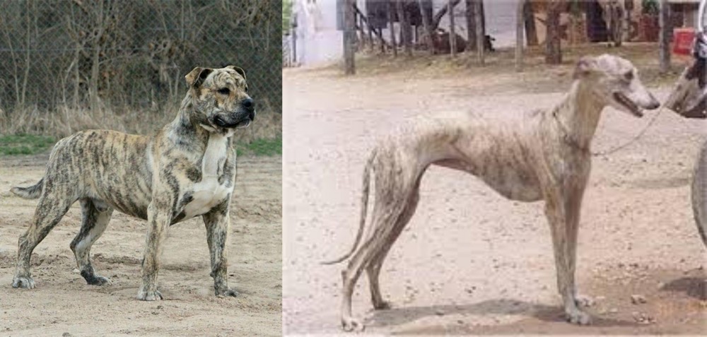 Rampur Greyhound vs Perro de Presa Mallorquin - Breed Comparison