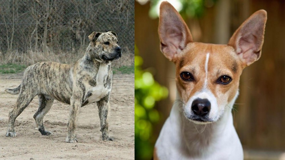 Rat Terrier vs Perro de Presa Mallorquin - Breed Comparison