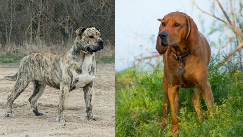 Redbone Coonhound vs Perro de Presa Mallorquin - Breed Comparison