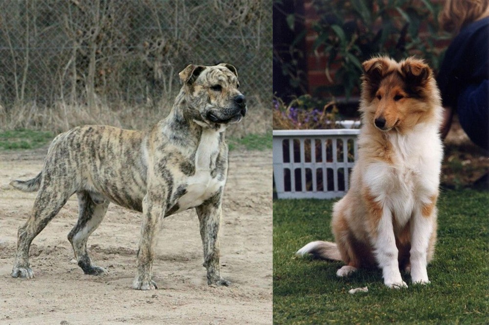 Rough Collie vs Perro de Presa Mallorquin - Breed Comparison