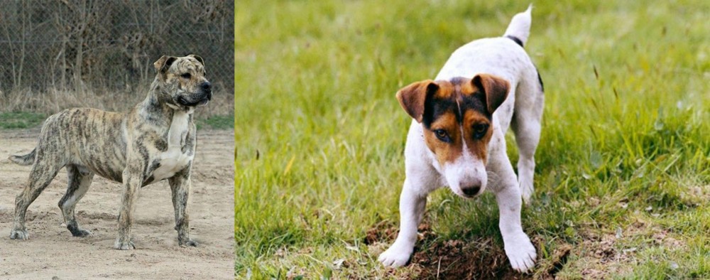 Russell Terrier vs Perro de Presa Mallorquin - Breed Comparison