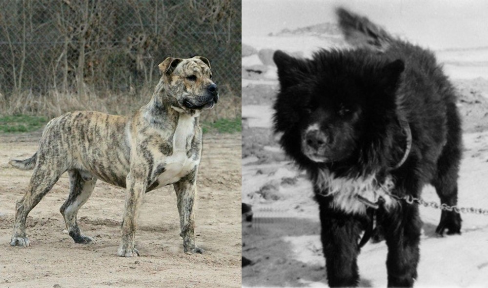 Sakhalin Husky vs Perro de Presa Mallorquin - Breed Comparison