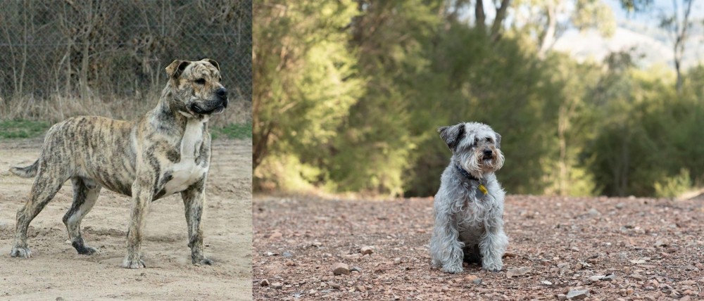 Schnoodle vs Perro de Presa Mallorquin - Breed Comparison