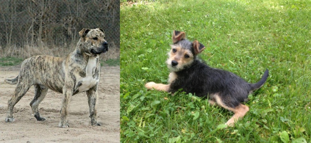 Schnorkie vs Perro de Presa Mallorquin - Breed Comparison