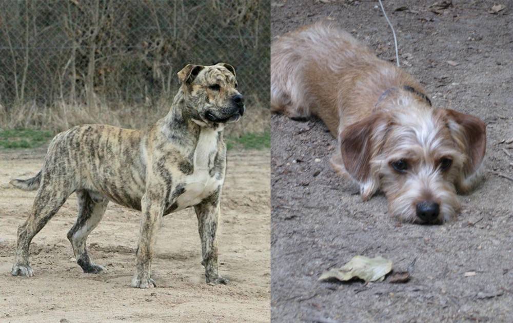 Schweenie vs Perro de Presa Mallorquin - Breed Comparison