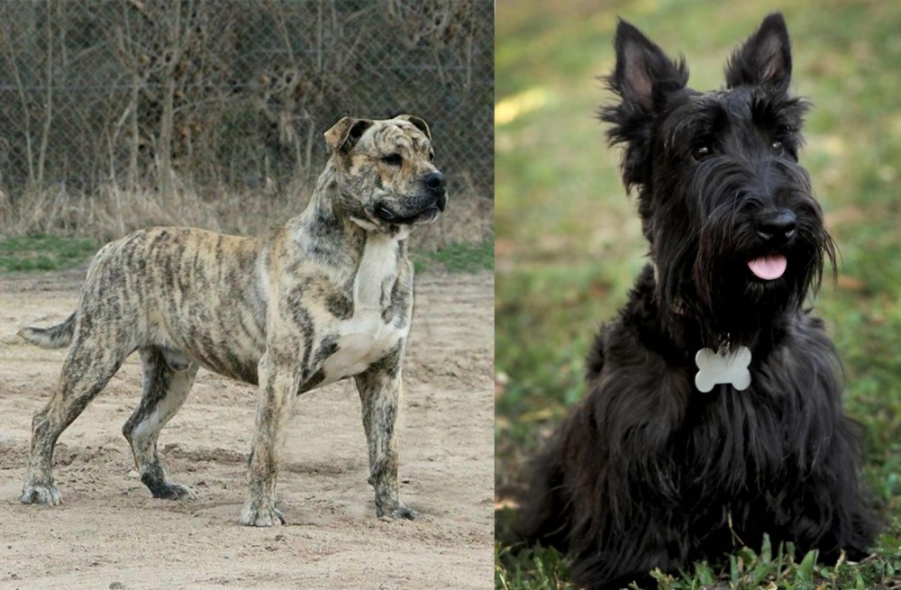 Scoland Terrier vs Perro de Presa Mallorquin - Breed Comparison