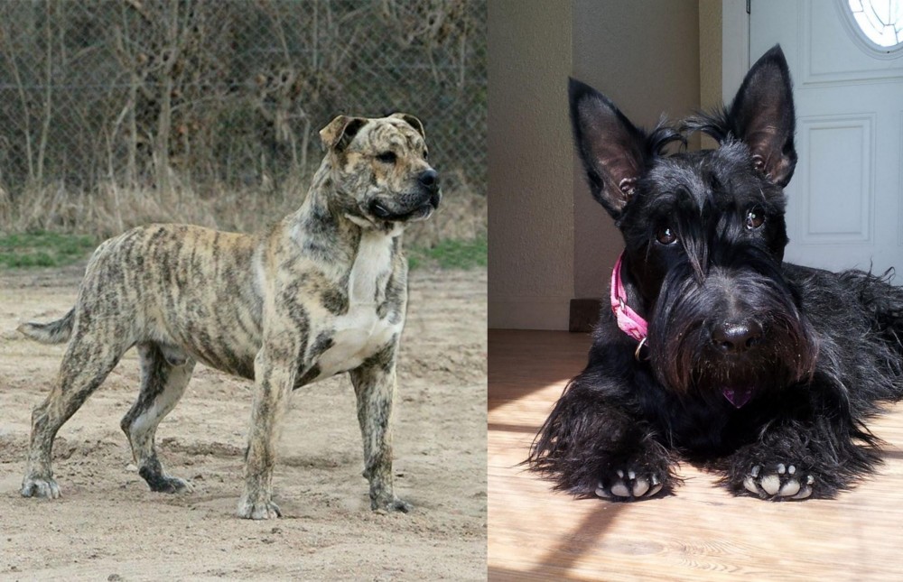 Scottish Terrier vs Perro de Presa Mallorquin - Breed Comparison