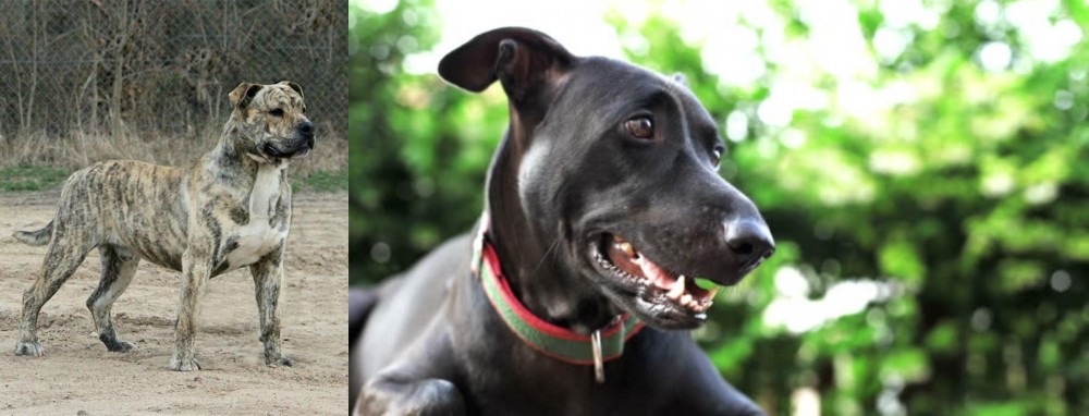 Shepard Labrador vs Perro de Presa Mallorquin - Breed Comparison