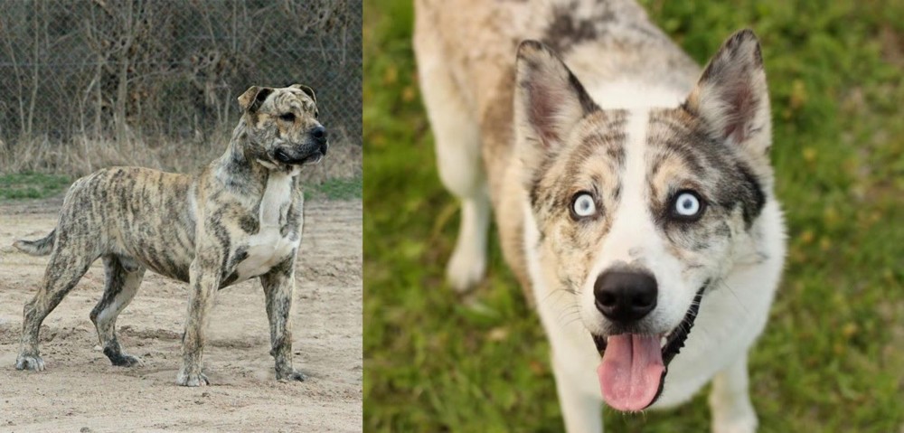 Shepherd Husky vs Perro de Presa Mallorquin - Breed Comparison