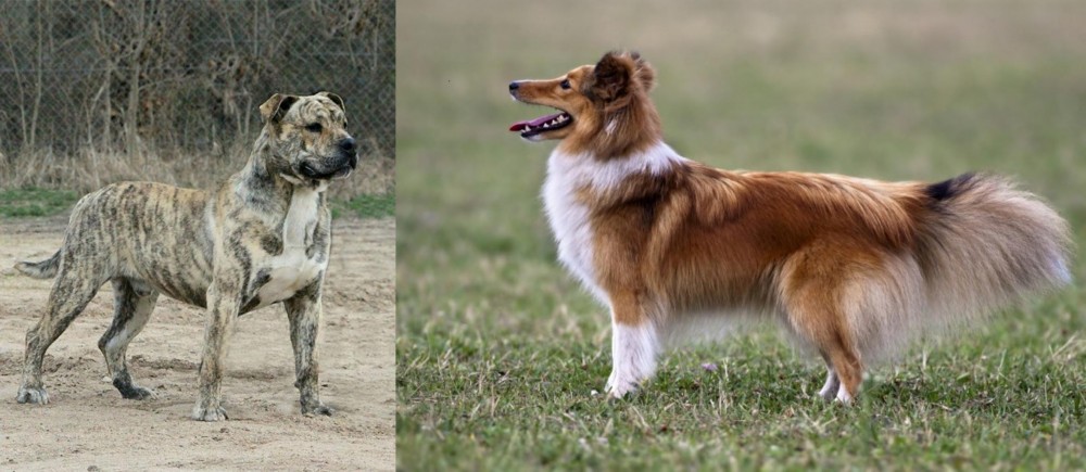 Shetland Sheepdog vs Perro de Presa Mallorquin - Breed Comparison