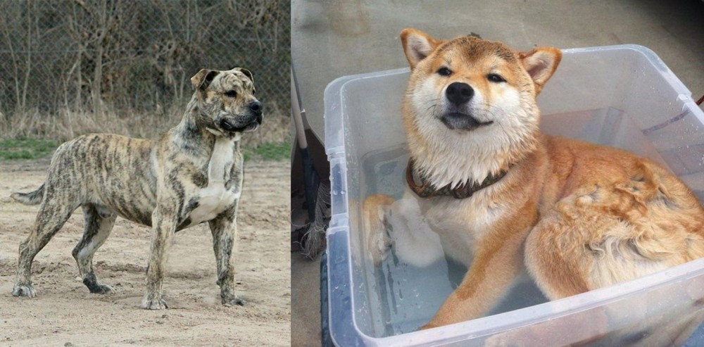 Shiba Inu vs Perro de Presa Mallorquin - Breed Comparison