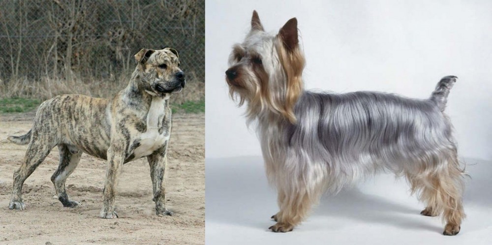 Silky Terrier vs Perro de Presa Mallorquin - Breed Comparison