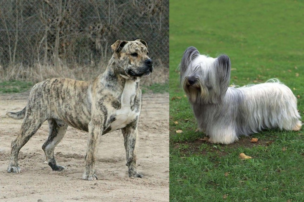 Skye Terrier vs Perro de Presa Mallorquin - Breed Comparison