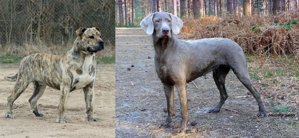 Slovensky Hrubosrsty Stavac vs Perro de Presa Mallorquin - Breed Comparison