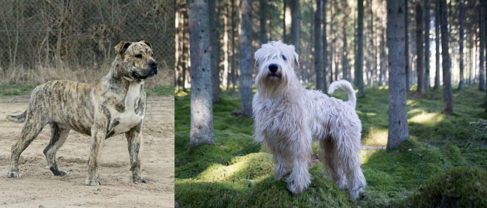 Soft-Coated Wheaten Terrier vs Perro de Presa Mallorquin - Breed Comparison