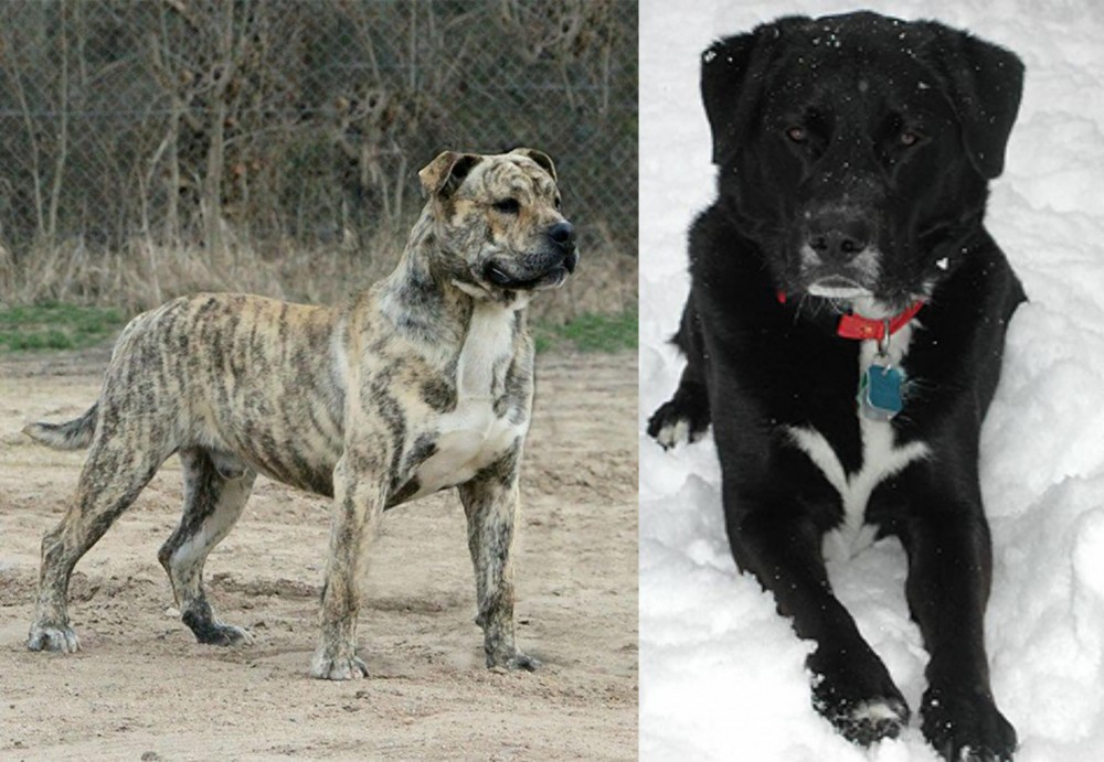 St. John's Water Dog vs Perro de Presa Mallorquin - Breed Comparison