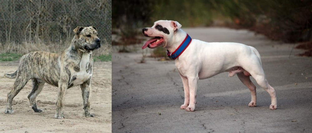 Staffordshire Bull Terrier vs Perro de Presa Mallorquin - Breed Comparison