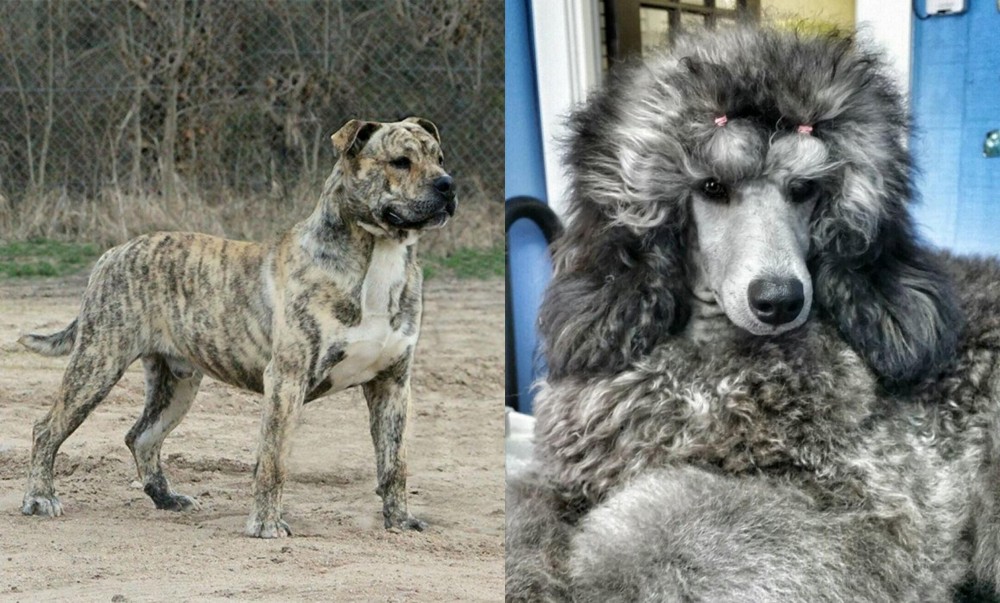 Standard Poodle vs Perro de Presa Mallorquin - Breed Comparison