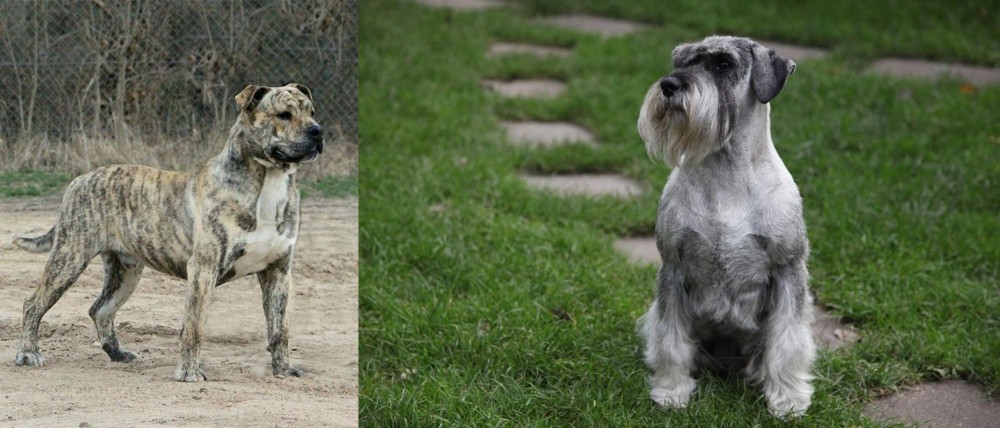 Standard Schnauzer vs Perro de Presa Mallorquin - Breed Comparison