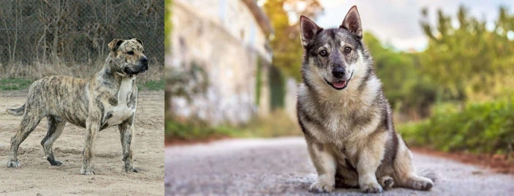 Swedish Vallhund vs Perro de Presa Mallorquin - Breed Comparison