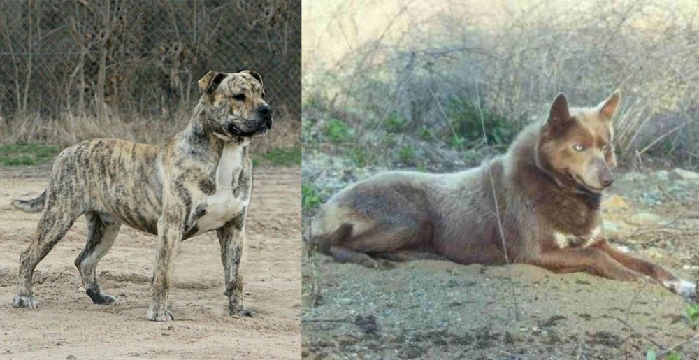 Tahltan Bear Dog vs Perro de Presa Mallorquin - Breed Comparison