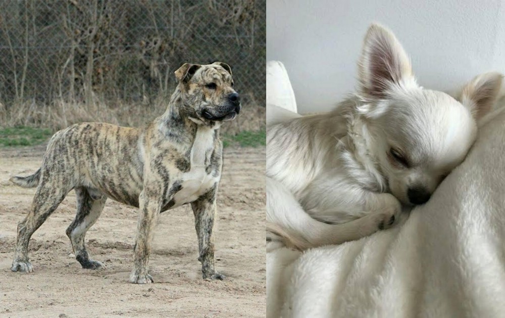 Tea Cup Chihuahua vs Perro de Presa Mallorquin - Breed Comparison