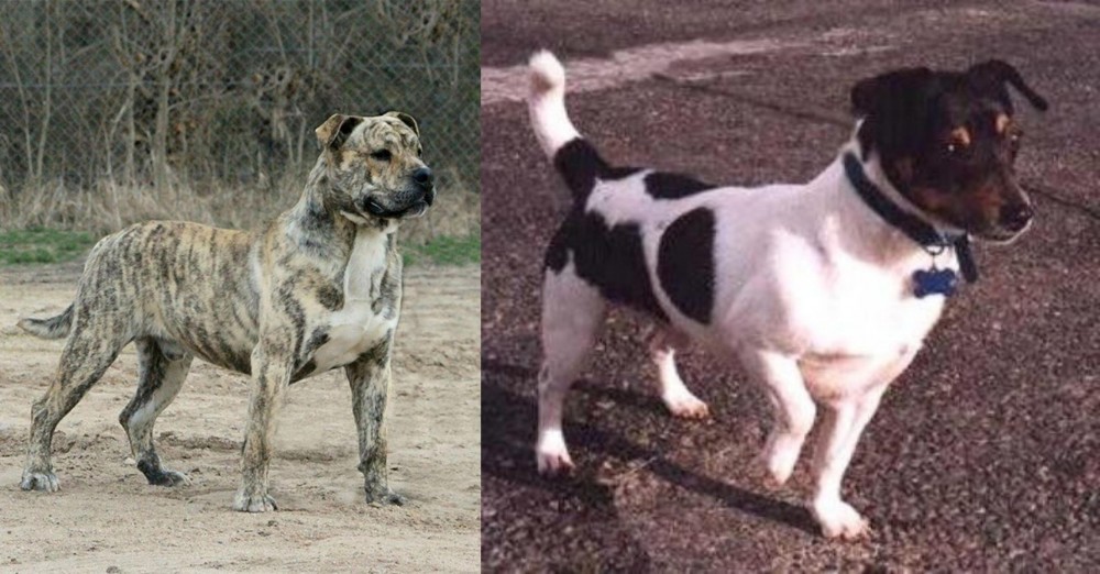 Teddy Roosevelt Terrier vs Perro de Presa Mallorquin - Breed Comparison