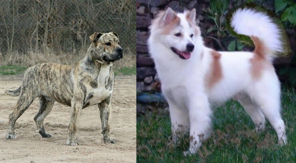 Thai Bangkaew vs Perro de Presa Mallorquin - Breed Comparison