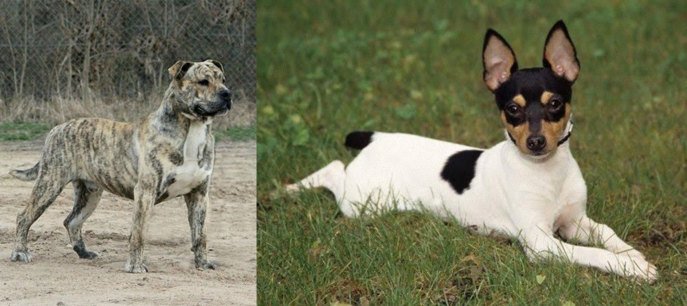 Toy Fox Terrier vs Perro de Presa Mallorquin - Breed Comparison