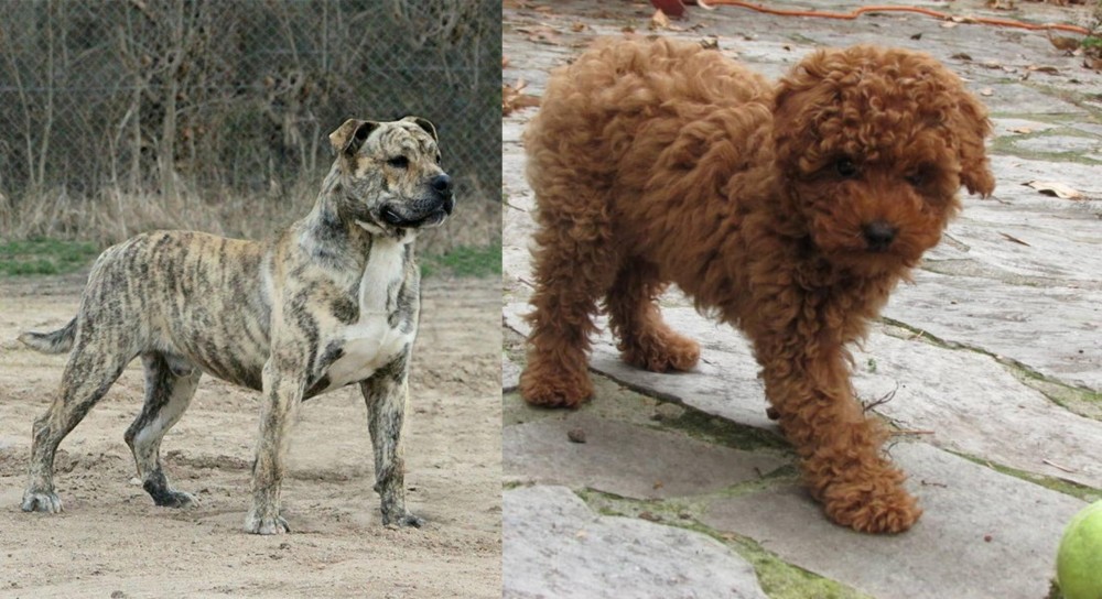 Toy Poodle vs Perro de Presa Mallorquin - Breed Comparison