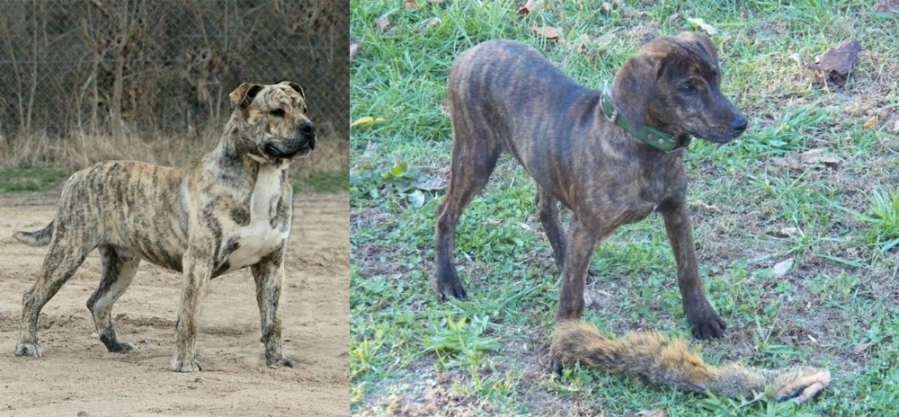 Treeing Cur vs Perro de Presa Mallorquin - Breed Comparison