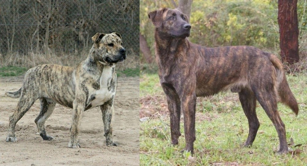 Treeing Tennessee Brindle vs Perro de Presa Mallorquin - Breed Comparison
