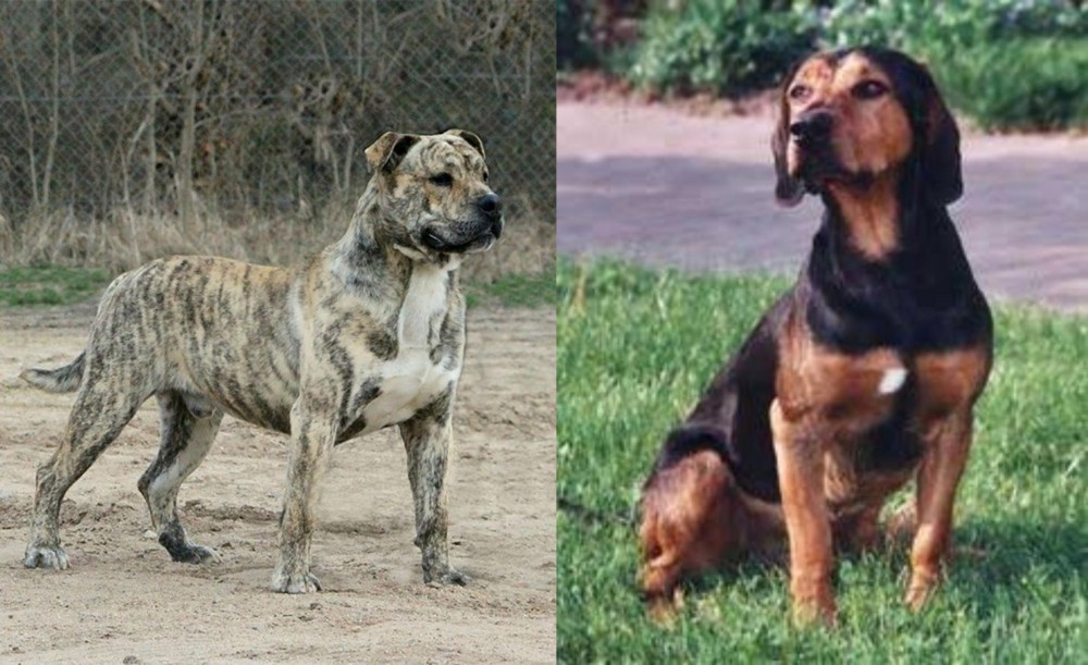 Tyrolean Hound vs Perro de Presa Mallorquin - Breed Comparison