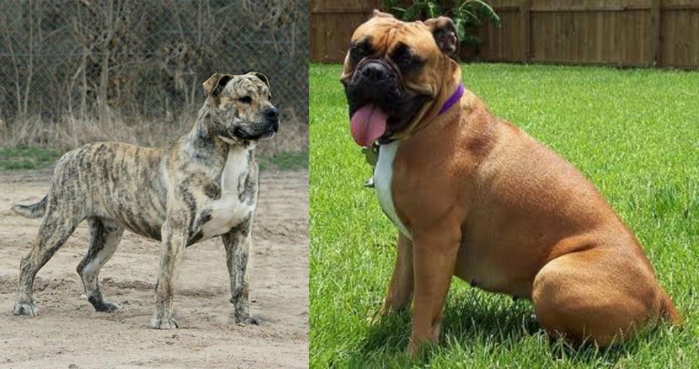 Valley Bulldog vs Perro de Presa Mallorquin - Breed Comparison