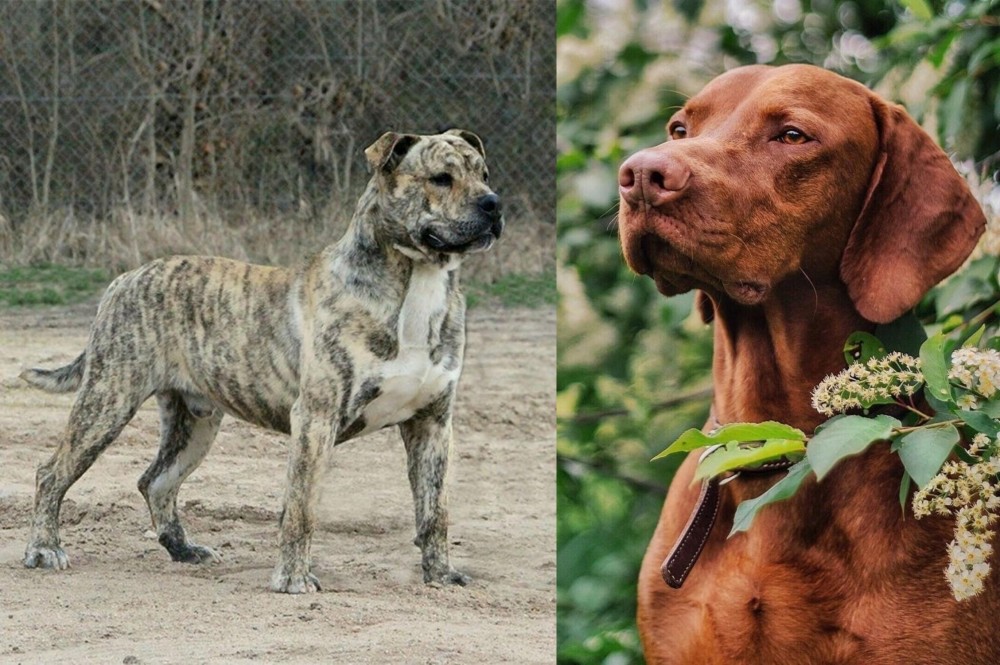 Vizsla vs Perro de Presa Mallorquin - Breed Comparison