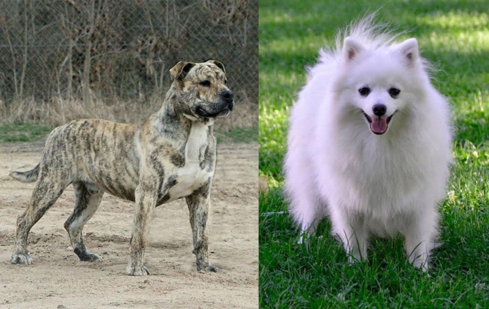 Volpino Italiano vs Perro de Presa Mallorquin - Breed Comparison