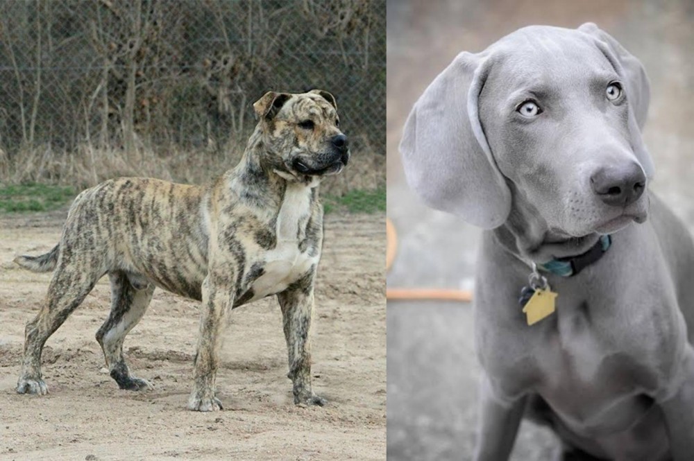 Weimaraner vs Perro de Presa Mallorquin - Breed Comparison