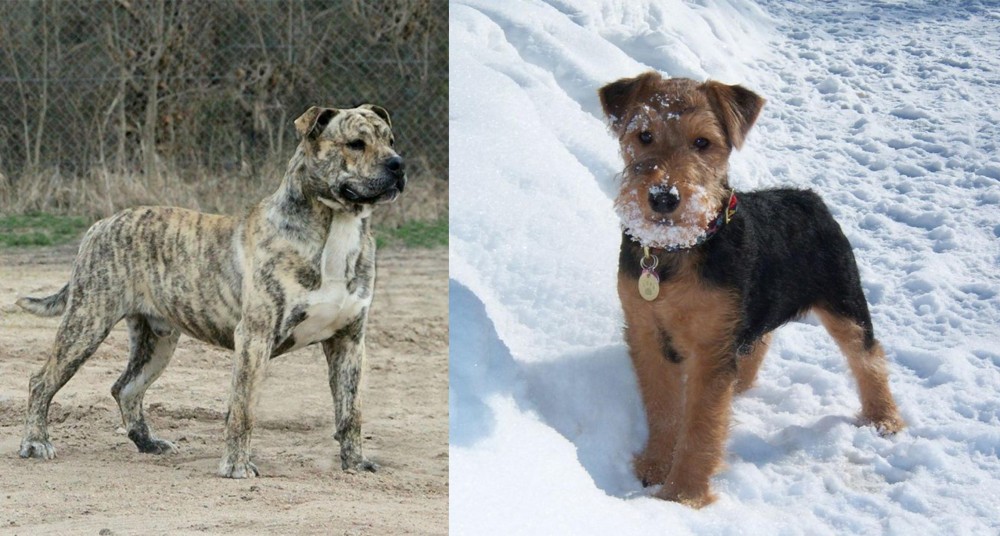 Welsh Terrier vs Perro de Presa Mallorquin - Breed Comparison